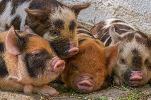 Kunekune: ‘dik en rond’ uit het verre Nieuw-Zeeland