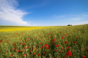 Coronasteunmaatregelen: tegemoetkoming voor land- en tuinbouw