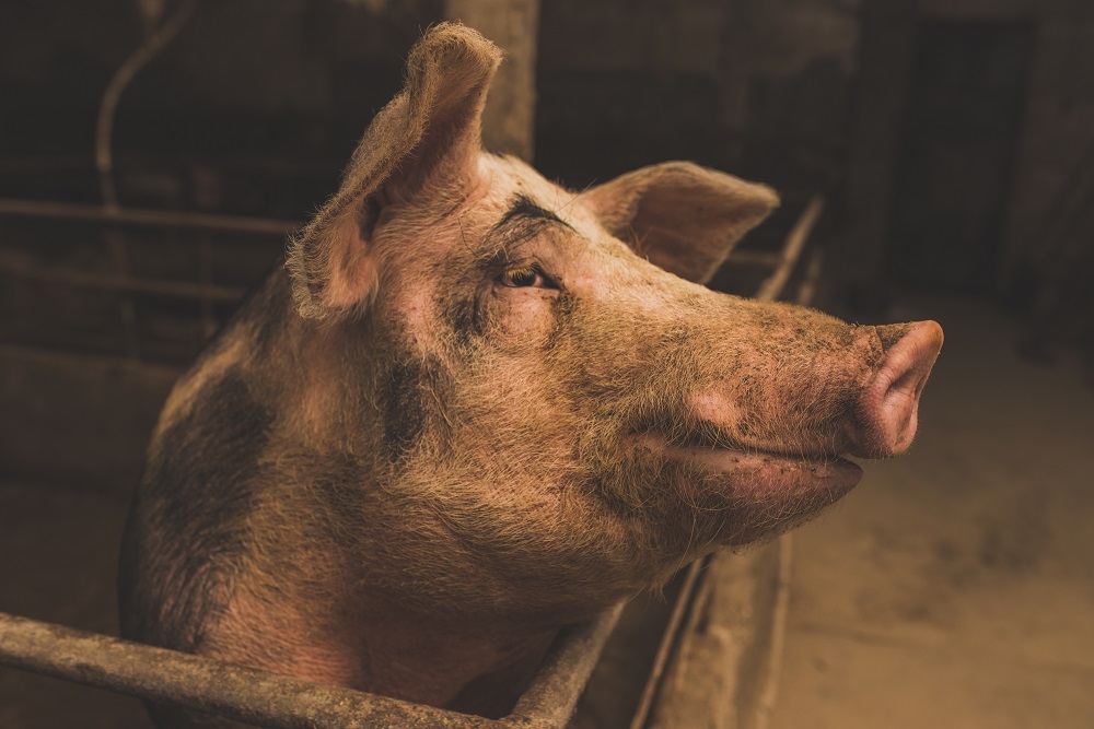 Derde varkensvleesproducent in EU