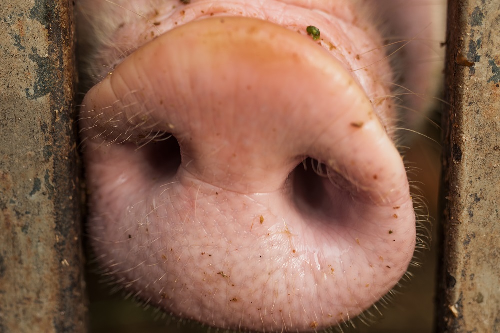 POV & COV: met Holland Varken naar nieuw marktleiderschap