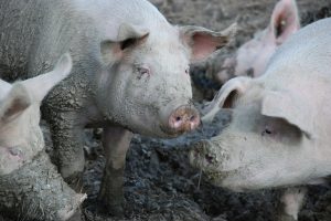 Stikstofdiscussie gaat te weinig over dierenwelzijn