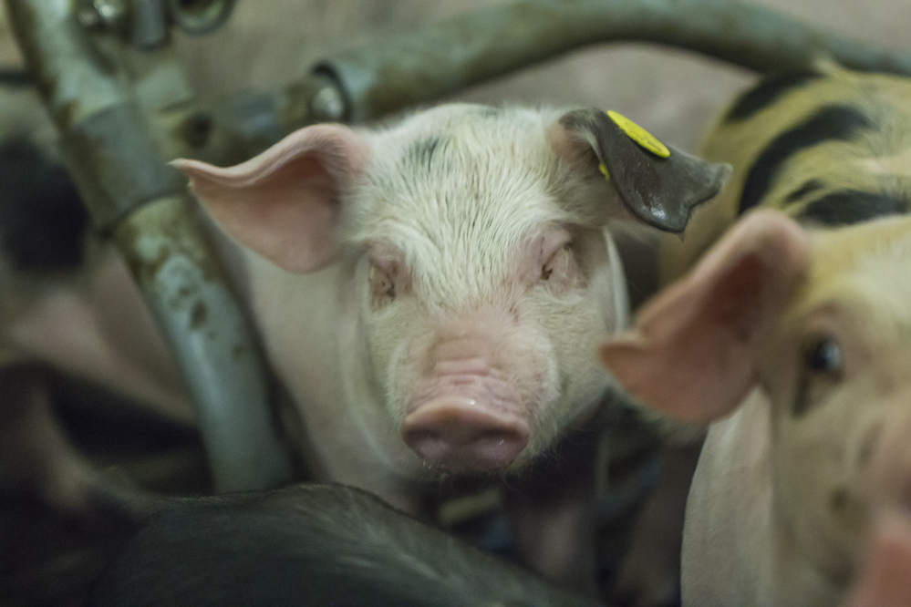 Ga tijdig in beroep tegen WOO-verzoek