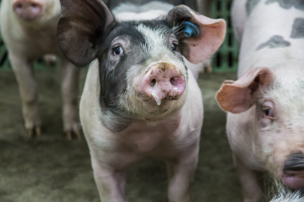 Hersenverschijnselen bij varkens