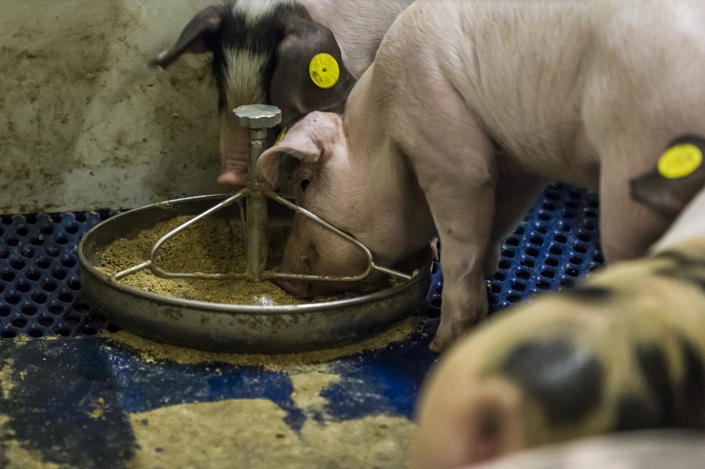 Hoe kunnen we het varken nog efficiënter laten produceren?