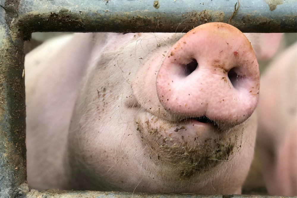 Uitzondering Beter Leven-varkenshouder in vergunningsproblemen