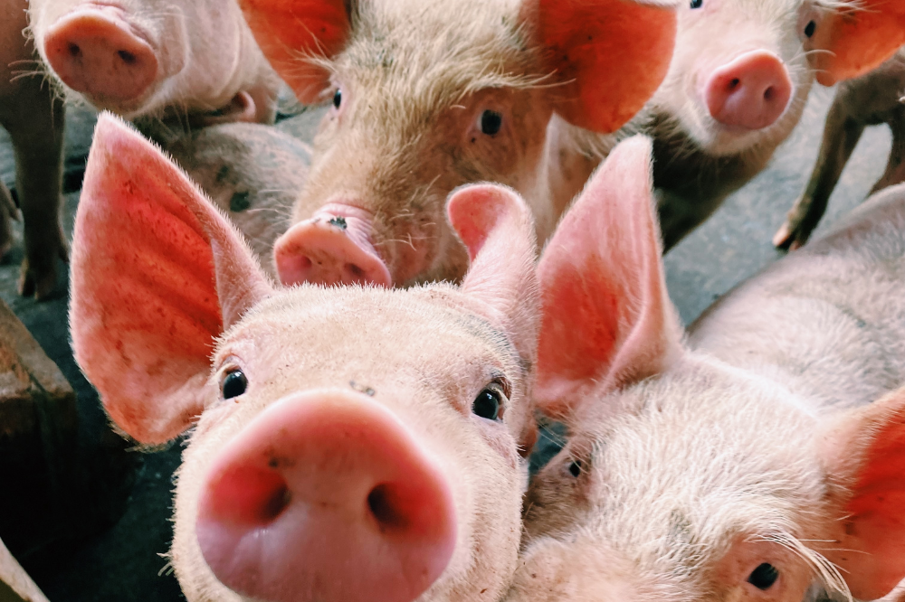 Met de eisen van het Beter Leven-keurmerk (BLk), staan varkenshouders voor een uitdaging. De uitstelregeling biedt uitkomst.