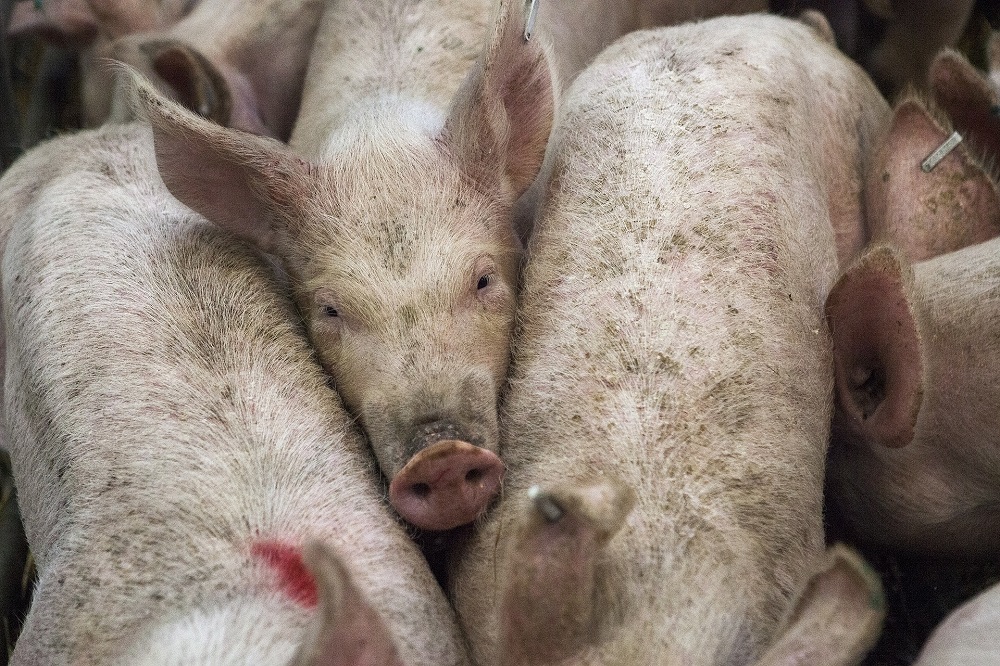 Lichte groei, maar verstoring van varkensmarkt ligt op de loer