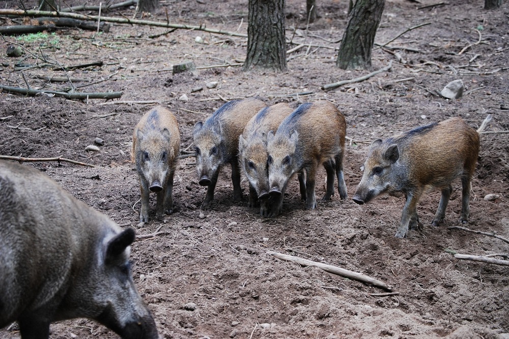 Afrikaanse varkenspest in Duitsland: scherp transporthygiëne aan