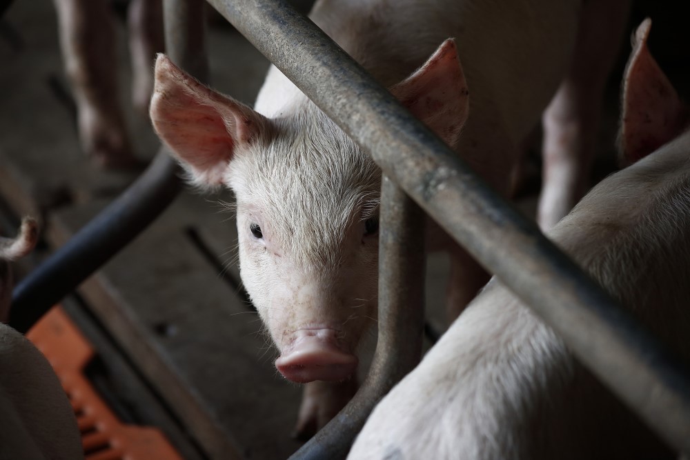 Project 'verduurzamen varkenshouderij door samen leren over stalklimaat' afgerond