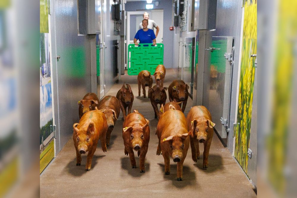 Beren genieten van strooiseldouche op nieuwe Topigs Norsvin