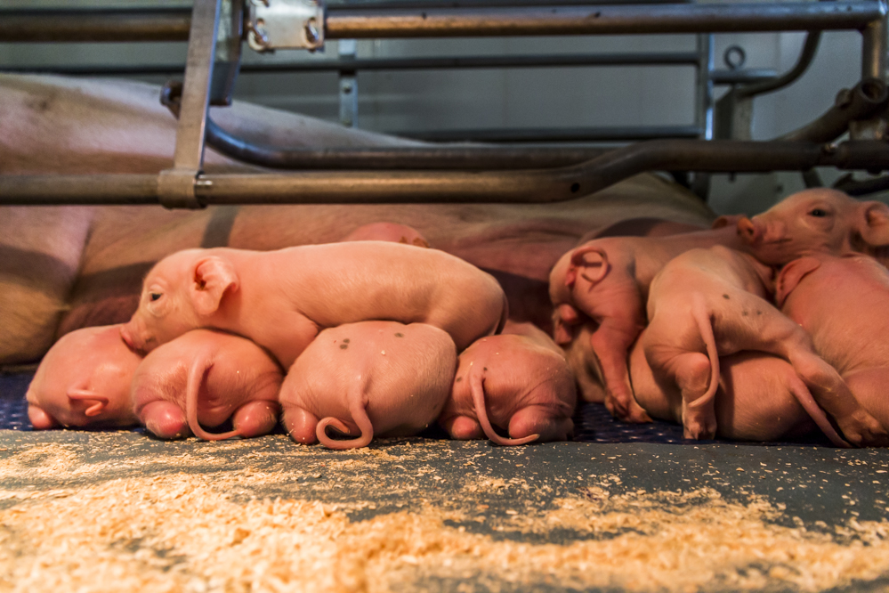 Gebruik van klassieke kraamhokken bij varkens moet opnieuw worden onderzocht