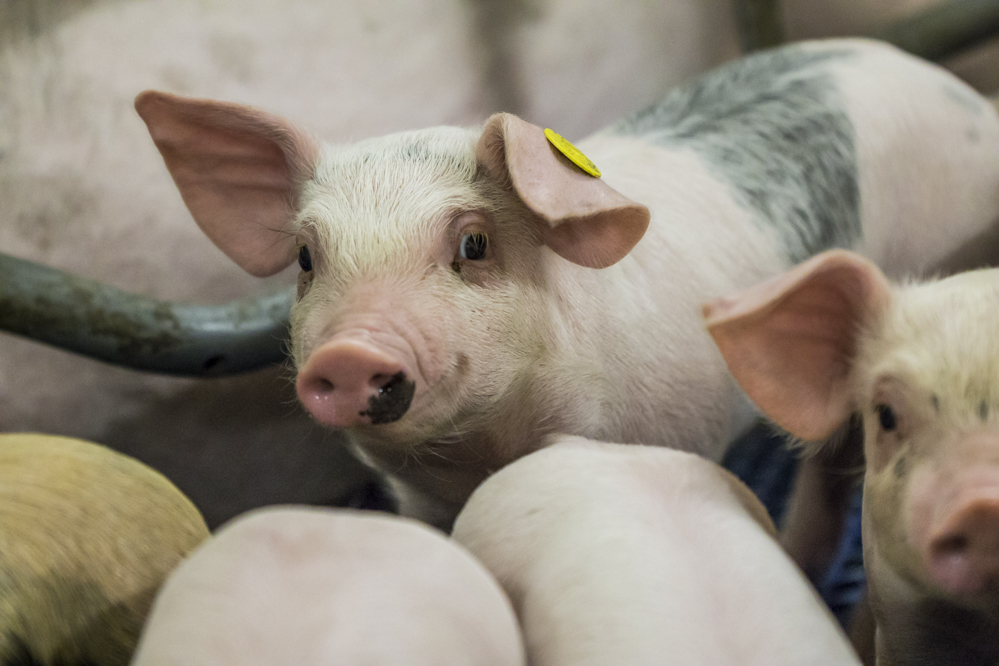 Externe factoren laten prijzen voor varkenshouderij weer dalen