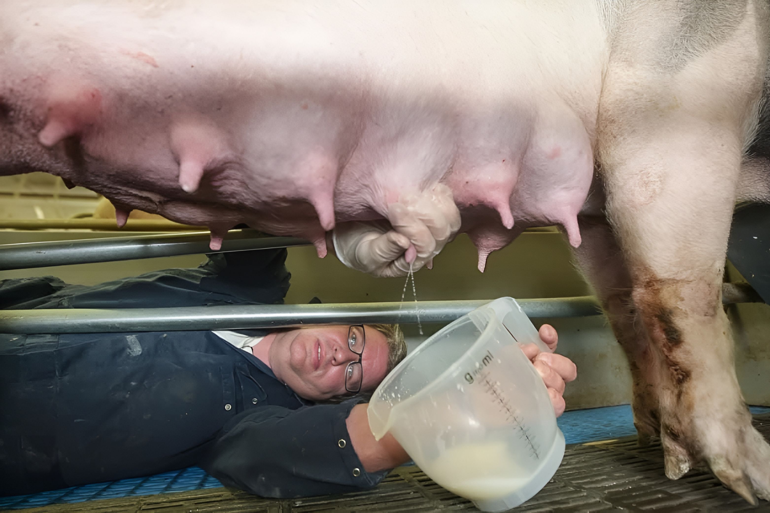 Varkensijs: van biggenvoeding naar zomerse versnapering