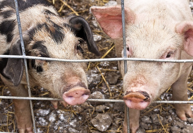 Afrastering en bioveiligheidsplan worden verplicht bij uitbraak AVP