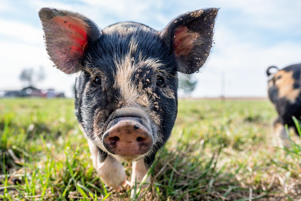 Akkervarkens bestrijden aardappelopslag