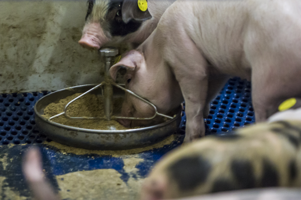 Wijziging btw-tarief voor de veehouderij