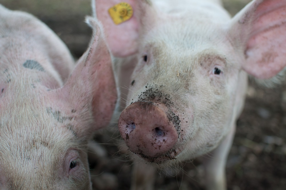 Afroming dierrechten ook voor varkens en pluimvee