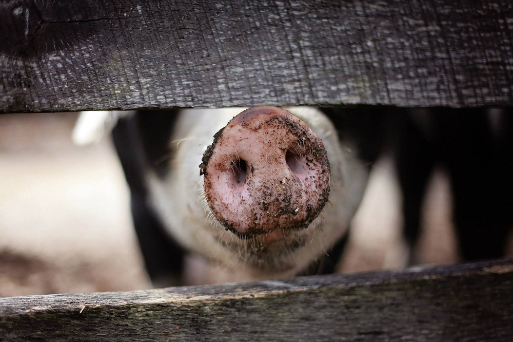 Varken op Amerikaans hobbybedrijfje besmet met vogelgriepvirus H5N1