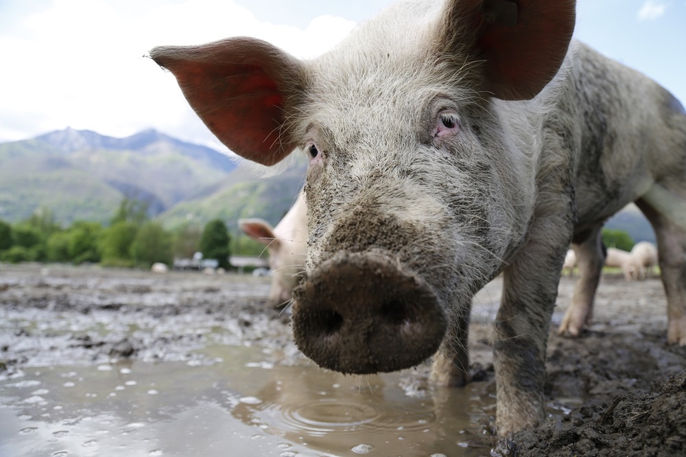 Meer varkens, maar minder bedrijven in Beieren