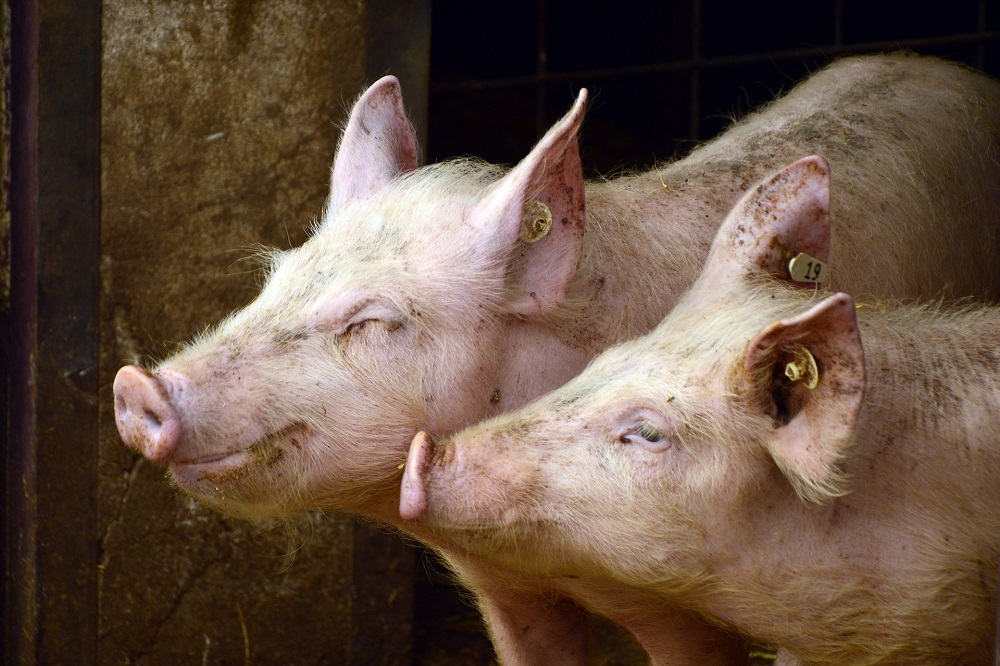 Varken besmet met vogelgriepvirus 