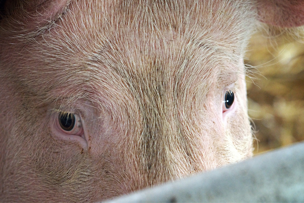 Agro-meldpunt voor intimidatie, bedreigingen en treiterijen123